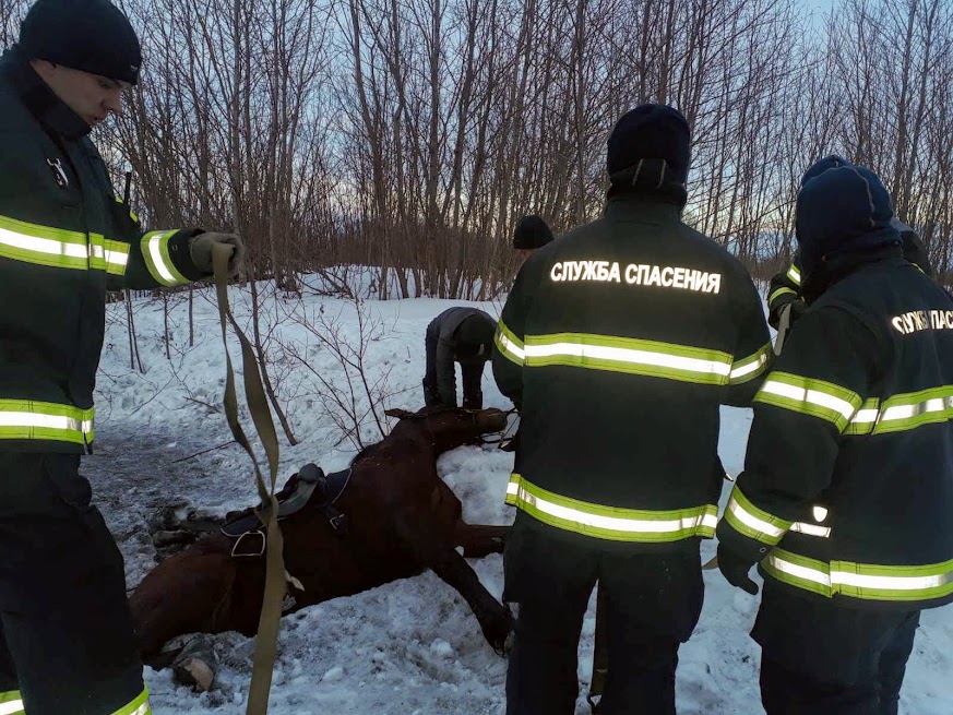 Архангельские спасатели помогли провалившемуся в канаву коню